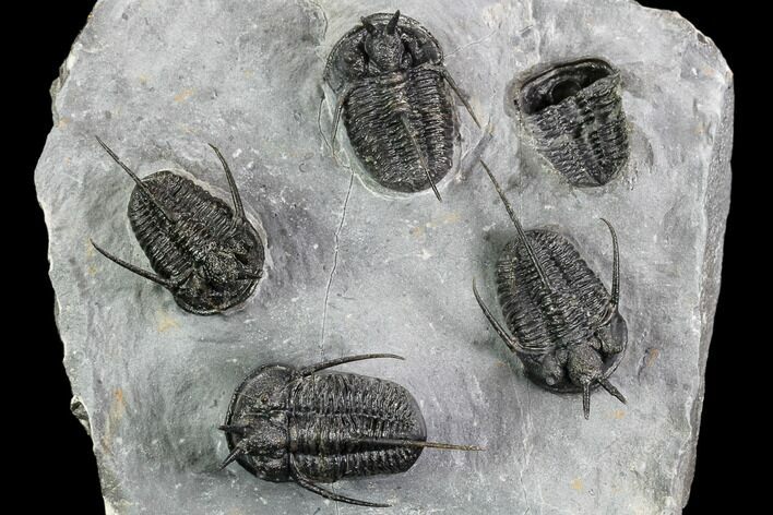 Exceptional Devil Horned Cyphaspis Trilobite Cluster #108774